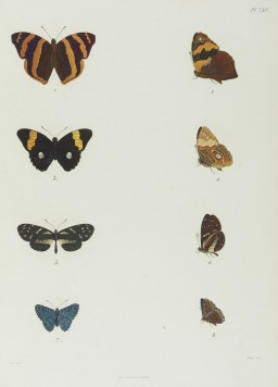 Alexander v. Humboldt, Aimé Bonpland: Voyage ... 1805